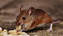 24 Hour & Emergency Exterminators in Biloxi, MS